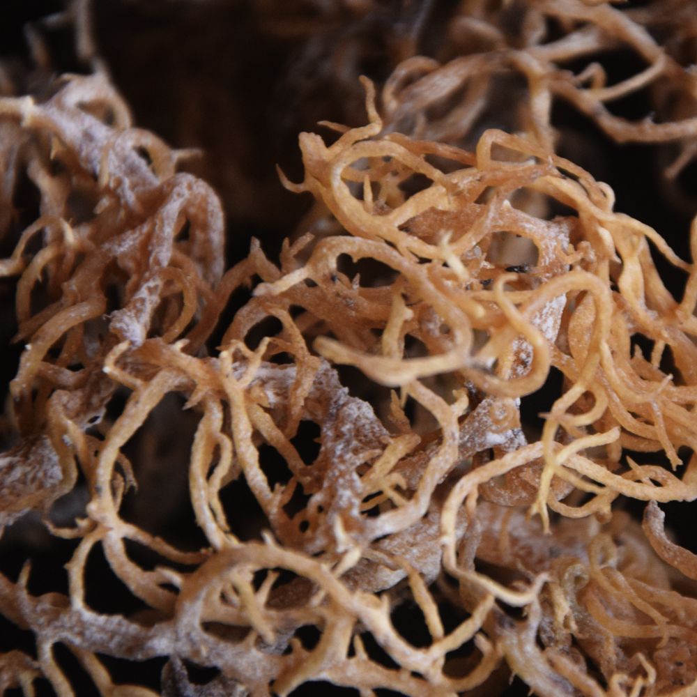 Dried Seaweeds