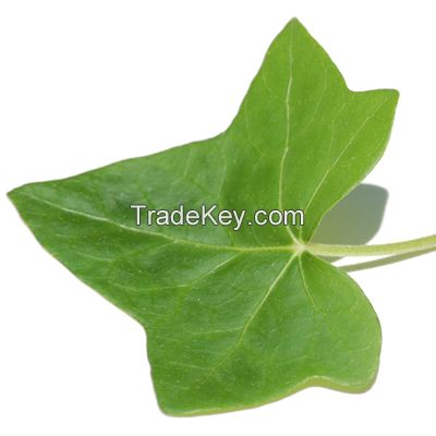 Ivy Leaf