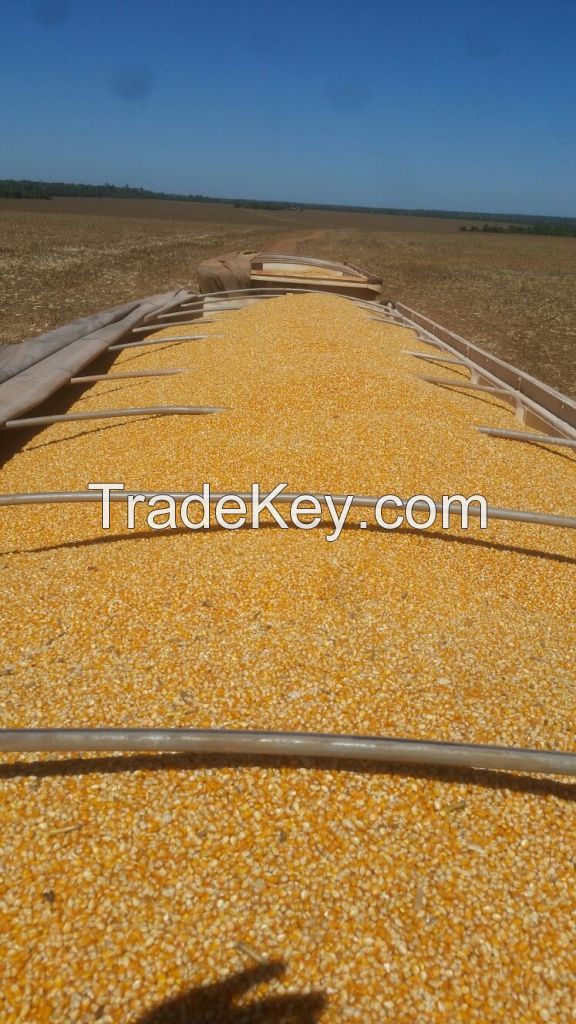 Soybean and Corn