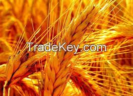 Feed Wheat