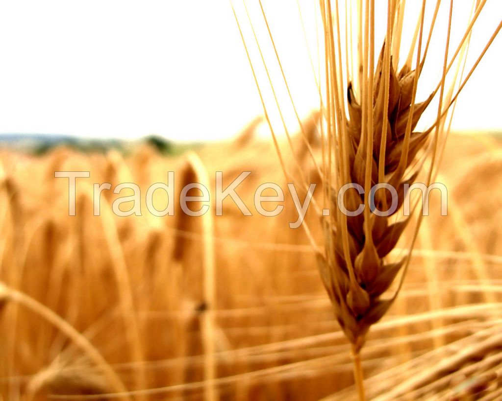 Wheat CIF Samsun, Turkey $315