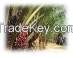 Palm Kernel Nuts