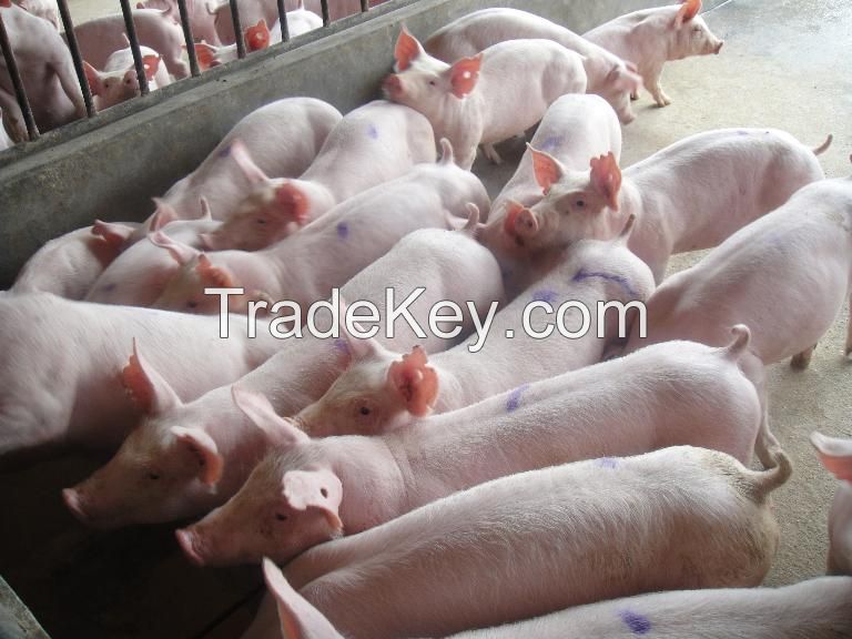 fatty emulsifier for pig