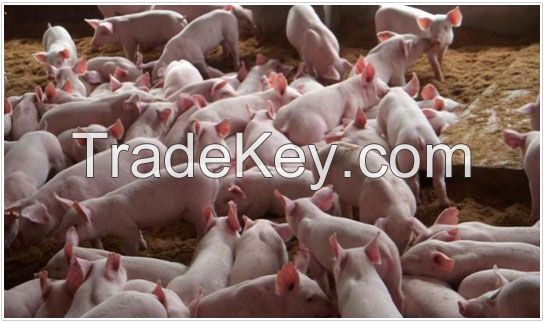 feed grade bile acid premix