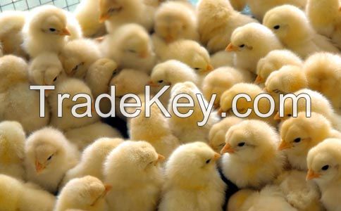 emulsifier feed grade (30% bile acid) for poultry