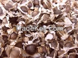Moringa Oleifera dry seeds