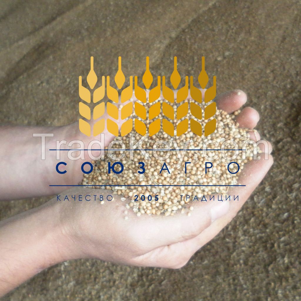 URGENT: Coriander whole seeds, large, 2015