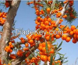 100% Natural sea-buckthorn Fruit Extract Powder/Hippophae rhamnoides P.E./ Seabuckthorn extract flavones