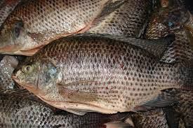 Tilapia Frozen Black and Red Tilapia Fish,frozen fish fillet red tilapia fillet