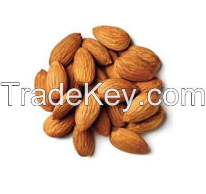 Natural Dried Style Bulk Raw Bitter Apricot Kernel Wholesale Price