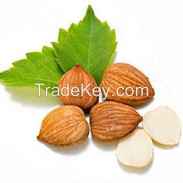 Wholesale Original Taste and Healthy Apricot Kernel With Shell
