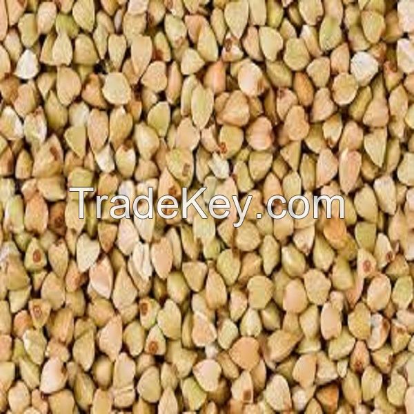 Buckwheat Grain 500MT Agricultural Grains
