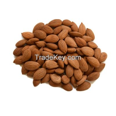 Natural Dried Style Bulk Raw Bitter Apricot Kernel Wholesale Price