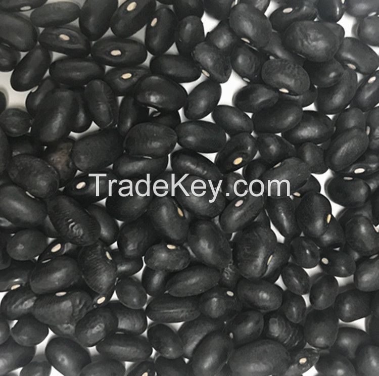 Export black kidney beans with factory price