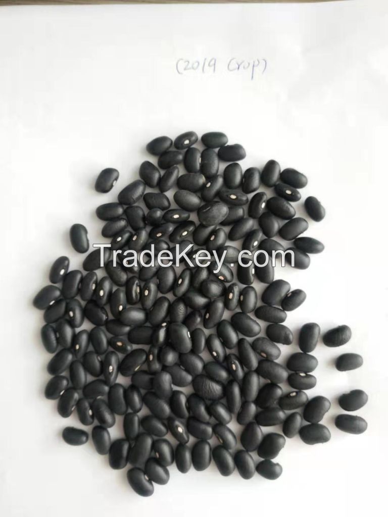 Export black kidney beans with factory price
