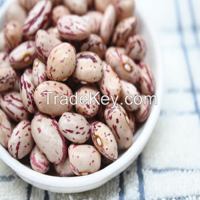 Factory Direct Sale 25kg 50kg Light/Red Speckled Kidney Beans