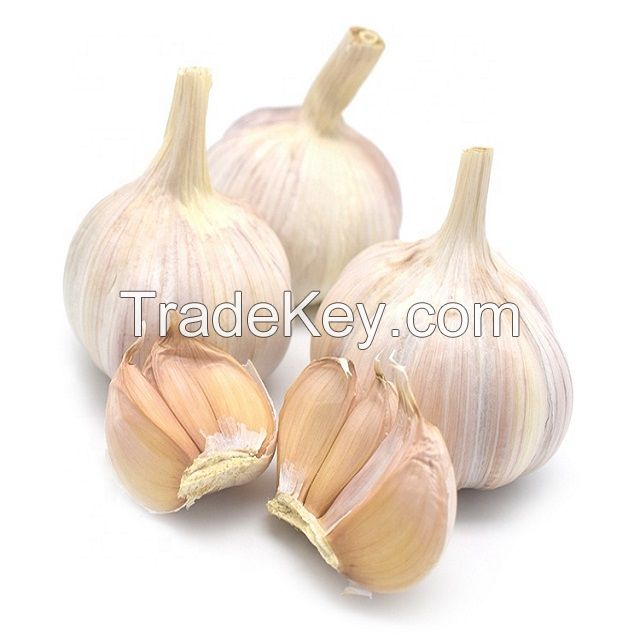 Cheap Price South Africa Pure white fresh garlic