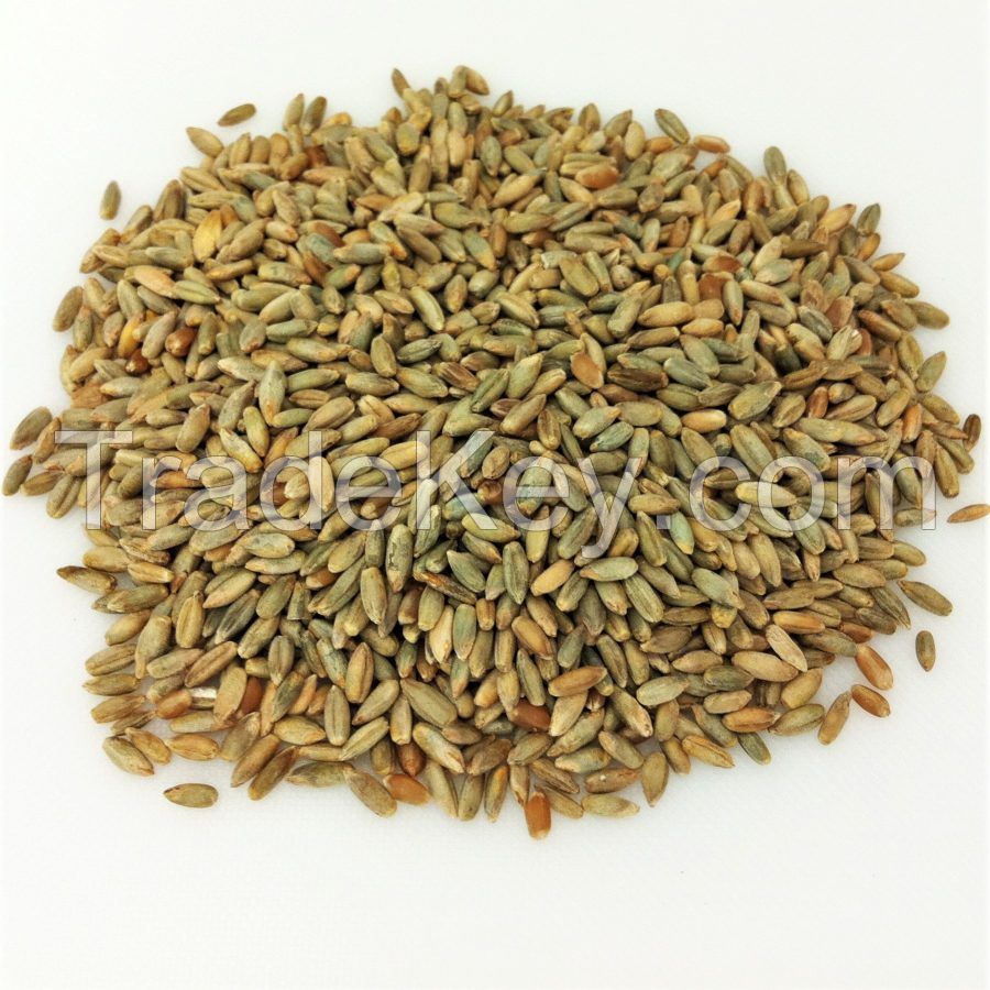 Best Quality Hot Selling Organic Dried Rye Grain for Bulk Purchase