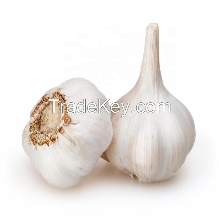Distributor Wholesale Fresh South Africa 4p Pure White Garlic