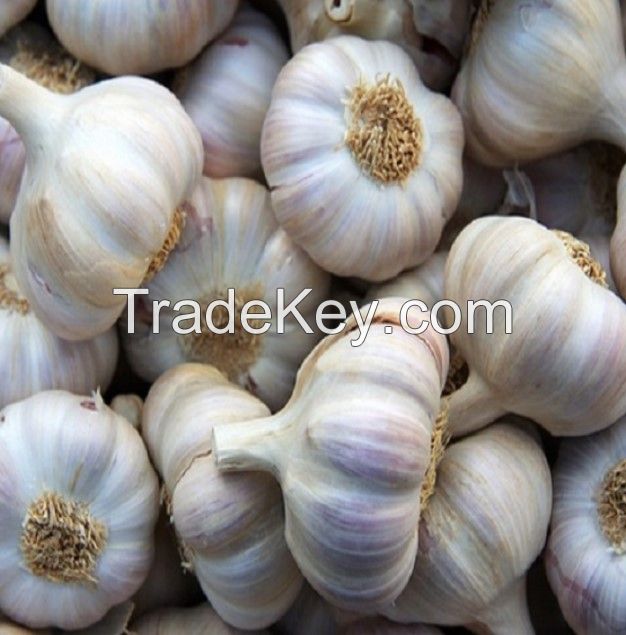 Wholesale Fresh Garlic / Fresh White Garlic / Fresh Garlic Price