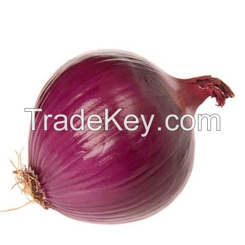 Fresh Red Onion South Africa 50mm size fresh red South Africa onions