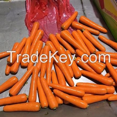 South Africa fresh carrot high quality