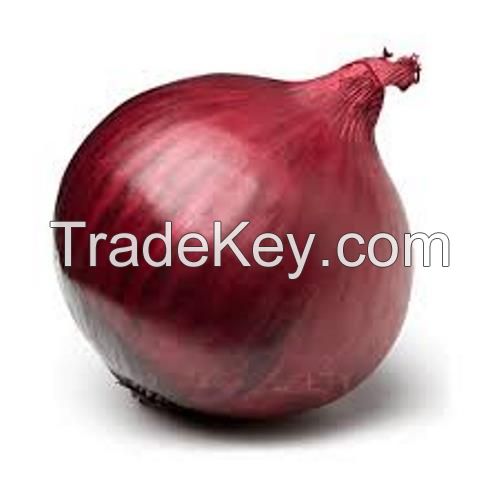 Fresh Red Onion South Africa 50mm size fresh red South Africa onions