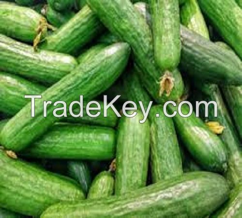 Fresh Cucumber/ Fresh vegetable cucumber