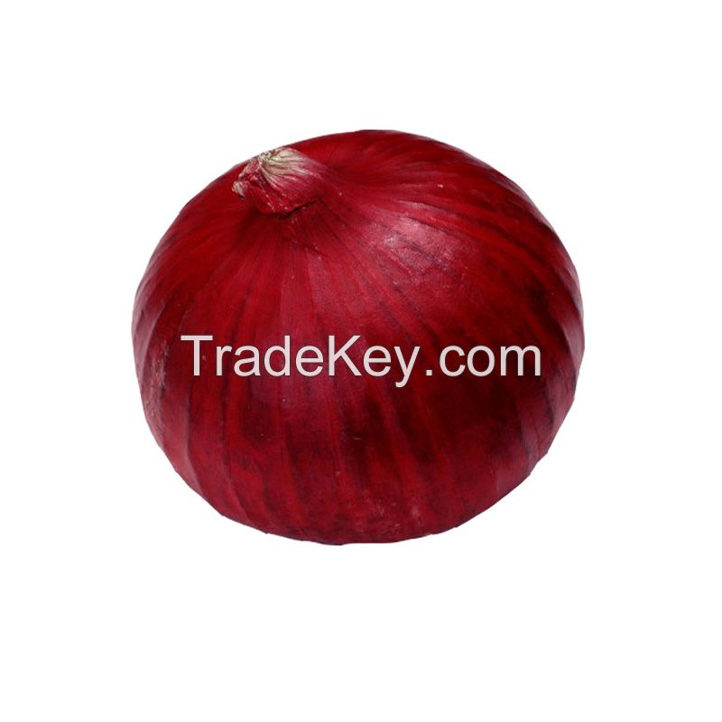 Fresh Red Onion South Africa 50mm size fresh red South Africa onions