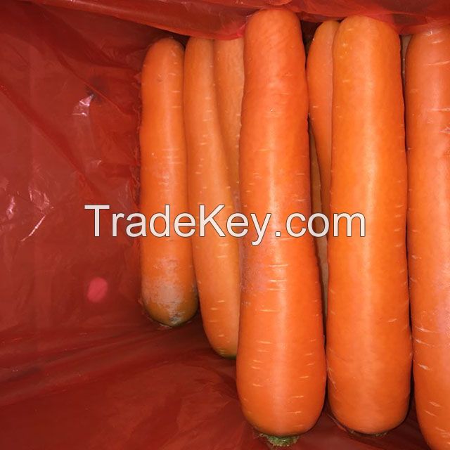 South Africa fresh carrot high quality
