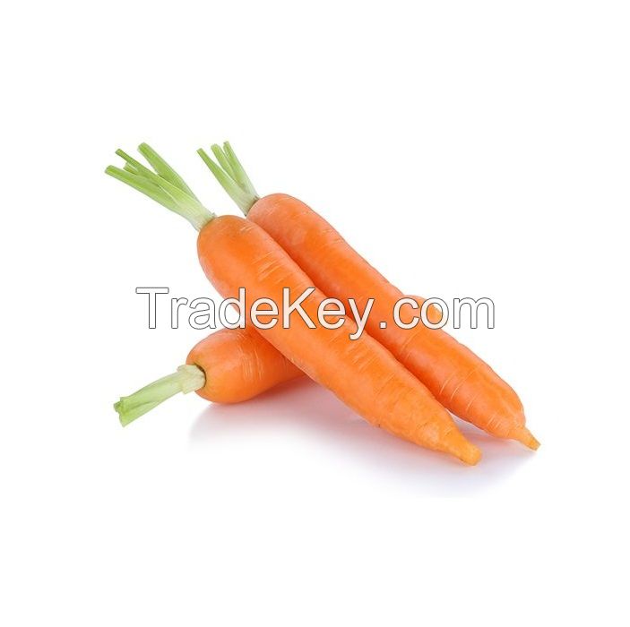 Best Price Carrots For Wholesale Export South Africa Natural Fresh Carrots