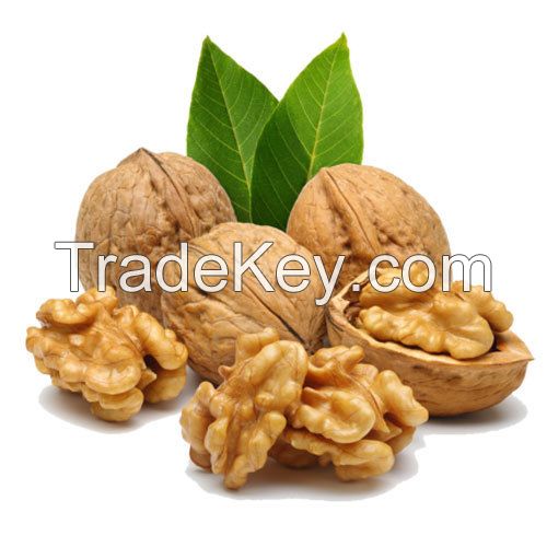 Excellent Quality Thin-Skin Raw Walnut with Shell in Bulk Wholesale