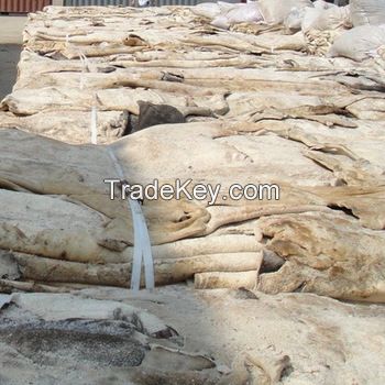 DRY AND WET SALTED DONKEY/ HORSE/COW HIDES AND SKIN