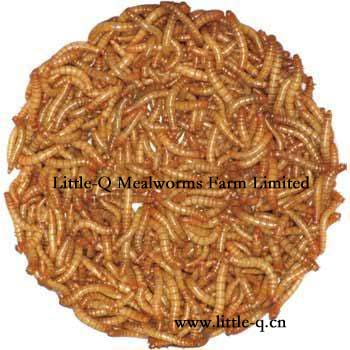 Dried Yellow Mealworms(Little-Q Mealworms Farm Limited)