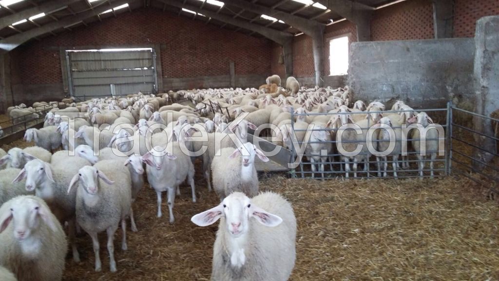 Assaf sheep from Spain. 