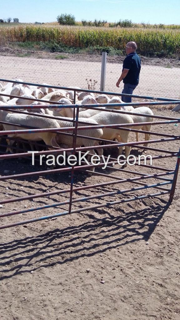 Sheep for slaughter 