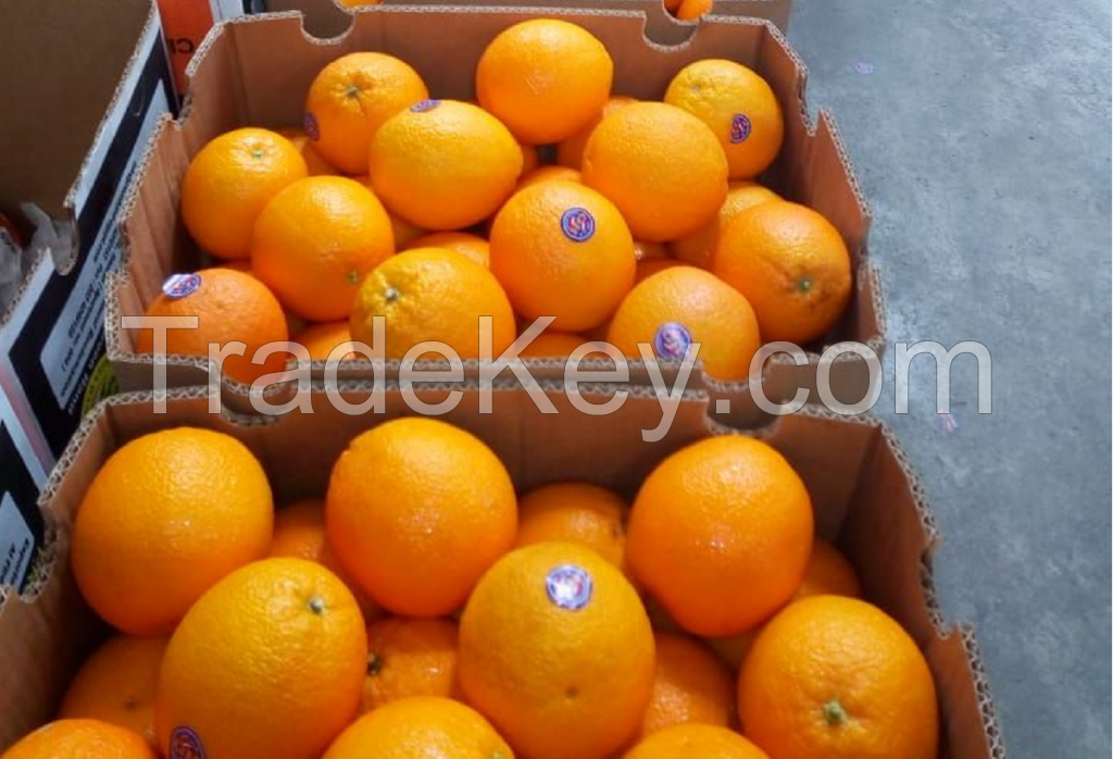 Valencia Oranges