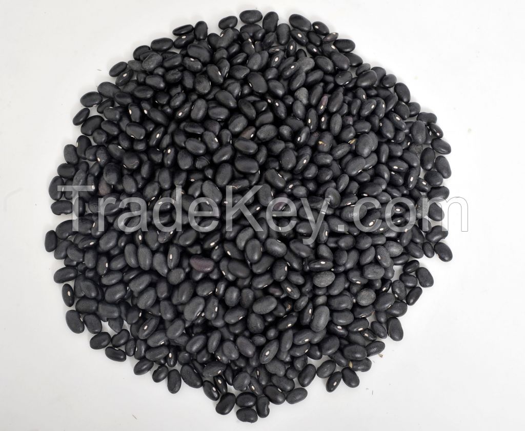 Kidney Beans