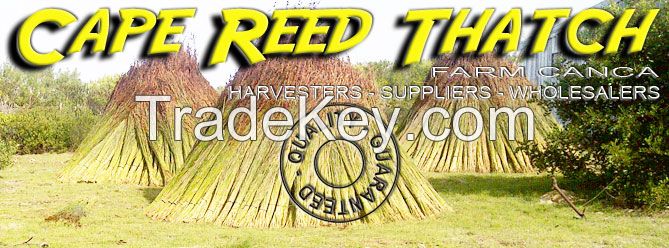 Cape Reed Bundles