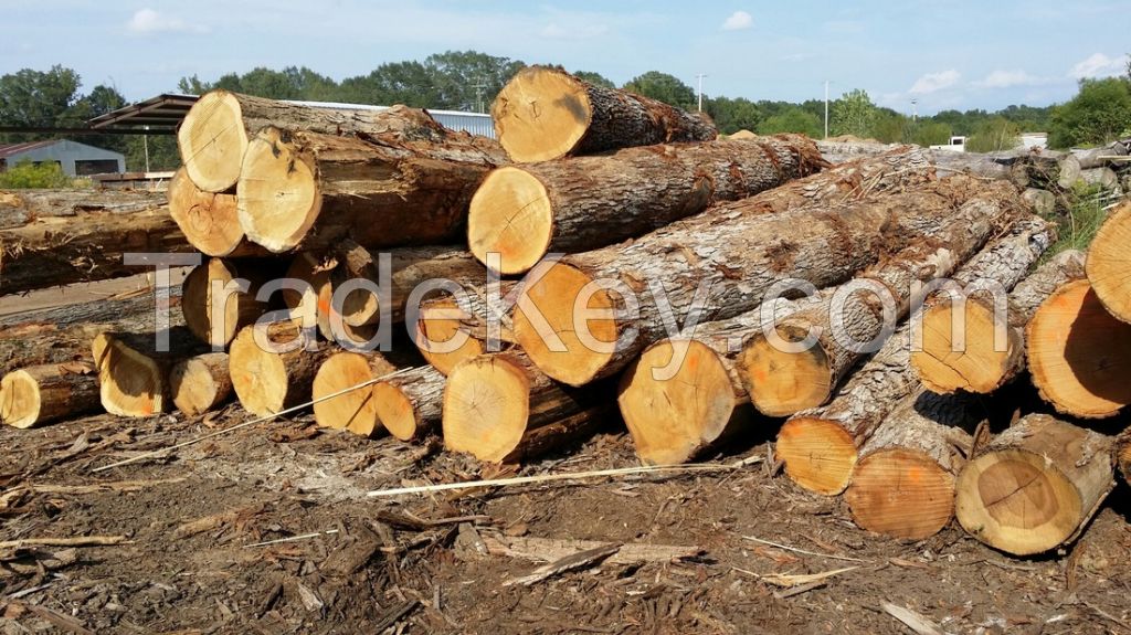 White Oak Logs 