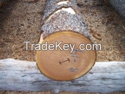 White Oak Logs 