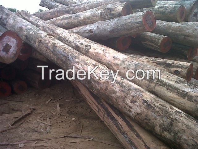 Eucalyptus logs 