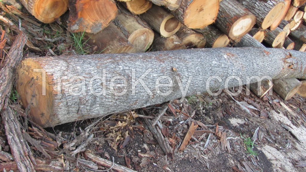 Hickory Logs