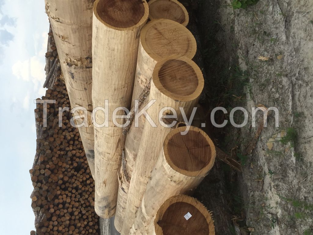 Yellow Poplar Logs 