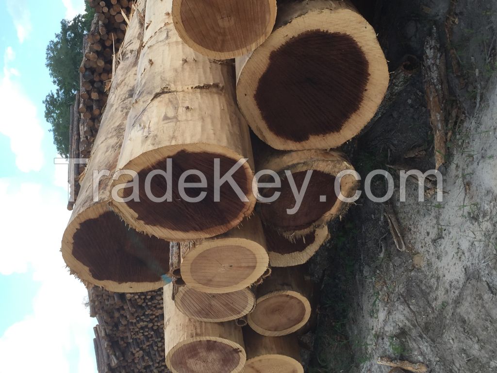 Yellow Poplar Logs