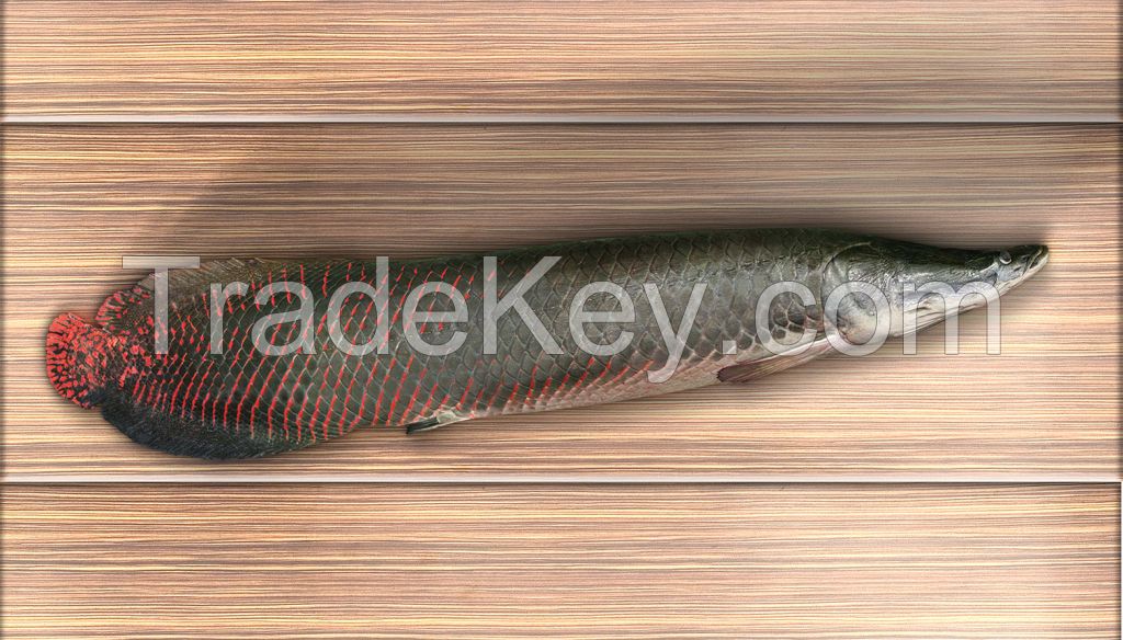 PAICHE / ARAPAIMA / PIRARUCU - Arapaima gigas 