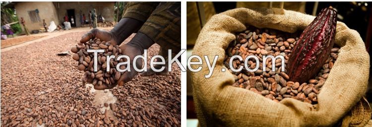 COCOA BEANS