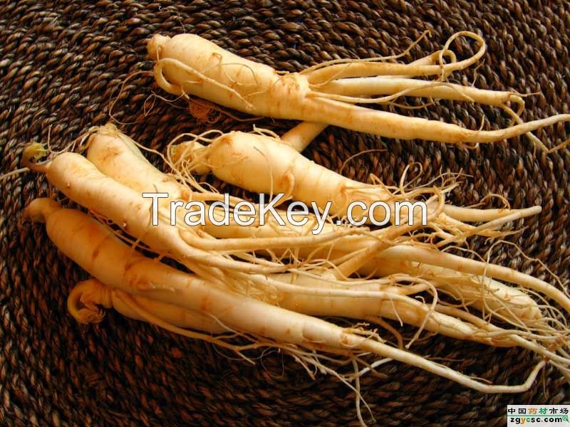 High Quality Natural American Ginseng Extract