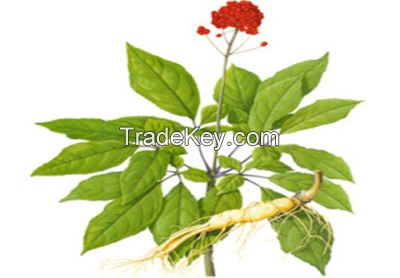 High Quality Natural American Ginseng Extract