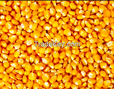 Yellow Corn - Ukrainian Origin